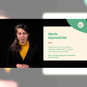 Affiche du document Pourquoi des poules en ville ?