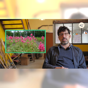 Affiche du document Exemple d’alternative aux sols pollués: les fleurs comestibles