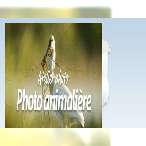 Affiche du document La photographie animalière