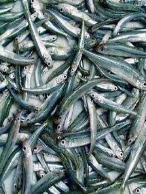 Affiche du document A la folie, passionnément - La Pêche à l'anchois