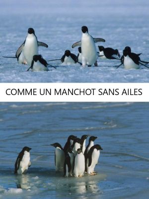 Affiche du document Comme un manchot sans ailes