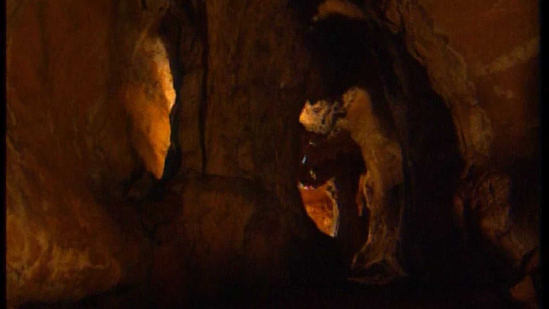 Affiche du document C'est pas sorcier : Lucy, Neanderthal, Cro-Magnon