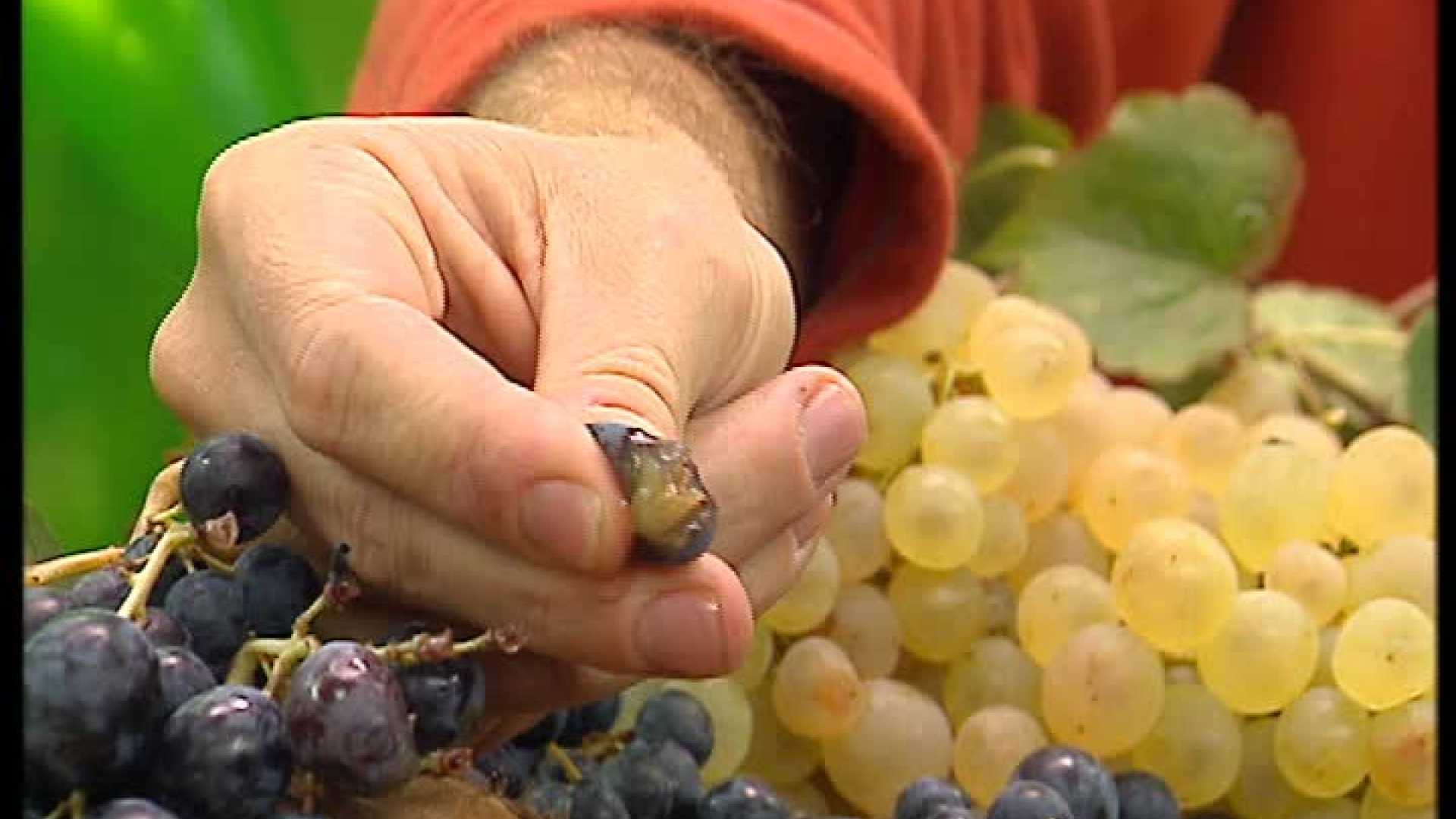 Affiche du document C'est pas sorcier : Vin sur vin