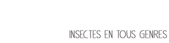Insectes en tous genres